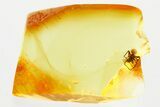 Detailed Fossil Spider (Araneae) In Baltic Amber #381518-1